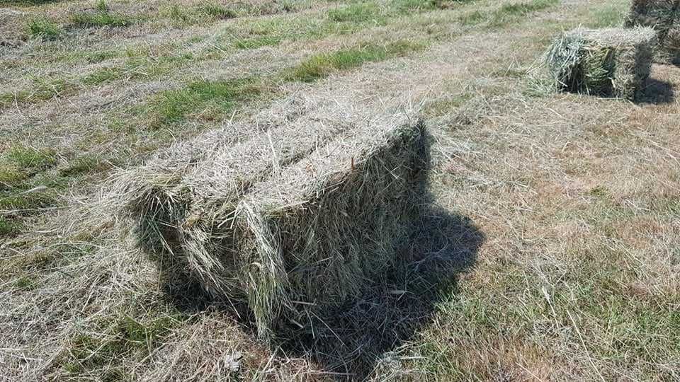 siano w kostkach dla chomików, świnek morskich i królików