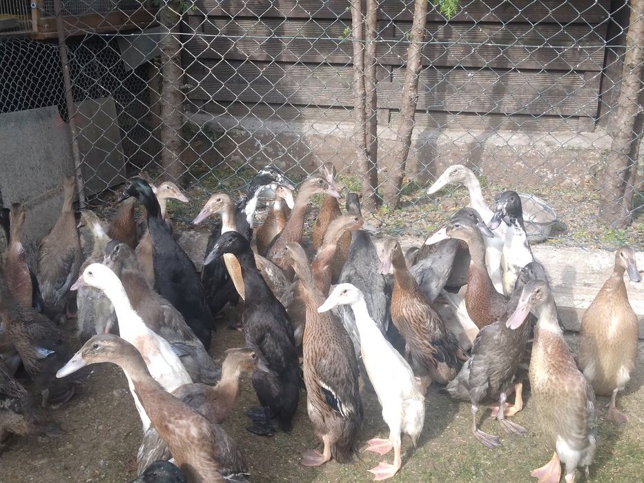 Kaczki biegusy kaczor kaczka