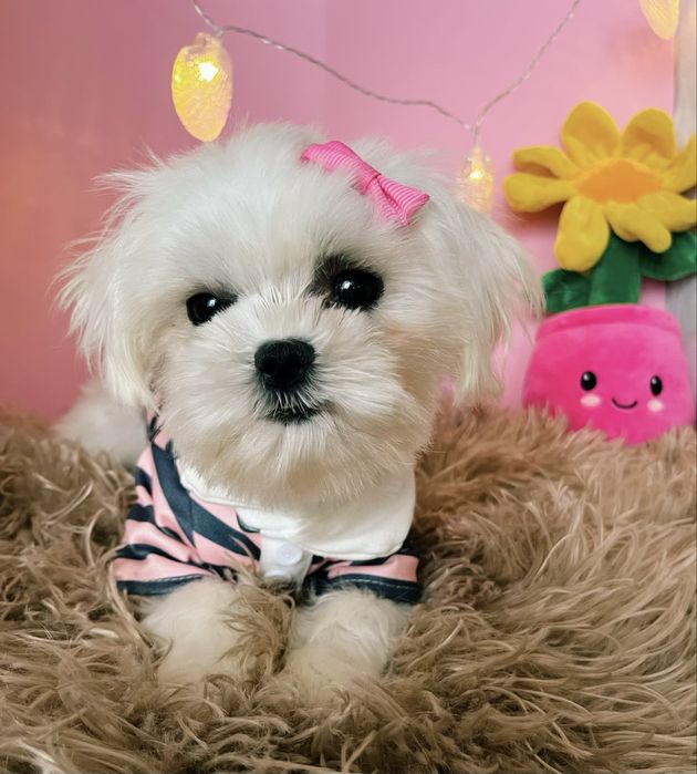 Maltańczyk miniaturowy z rodowodem