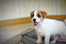 Jack Russell Terrier ZKwP - gotowa do odbioru