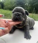 Buldog Francuski Blue Błękitny