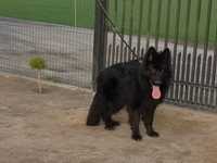 Owczarek niemiecki długowłosy czarny pies