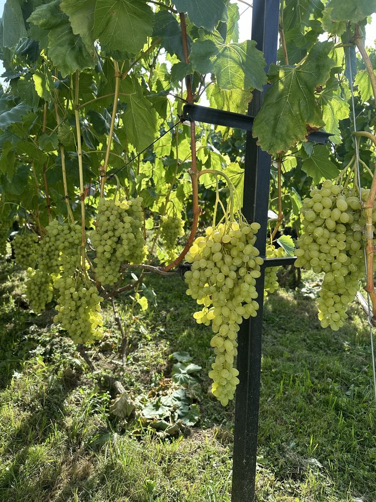 Продаємо виноград столових сортів
