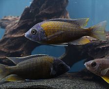 GB MALAWI Pyszczak Borleya (Copadichromis borleyi) F-2