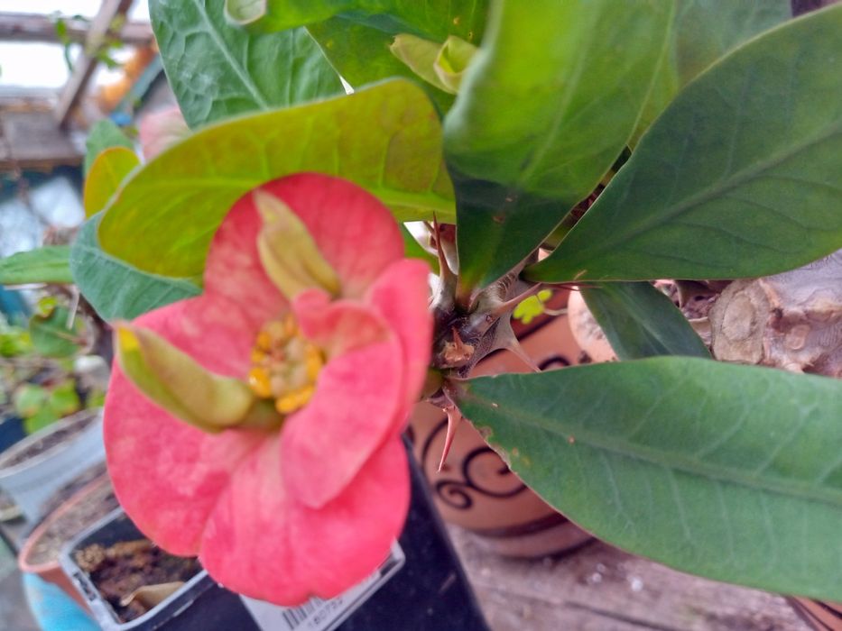 Молочай Міля великоквітковий