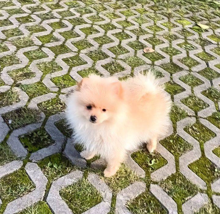 Szpic miniaturowy Pomeranian piesek
