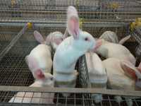 Кролики породы Панон