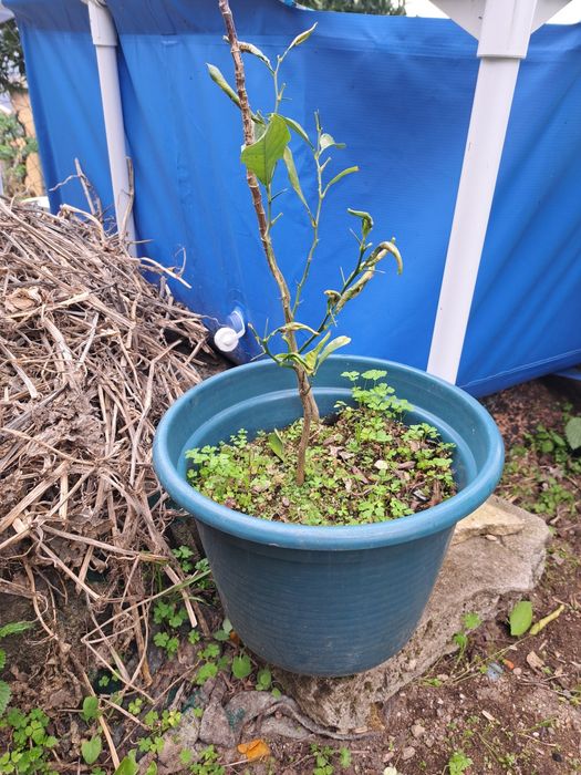 Pé limoeiro com salsa