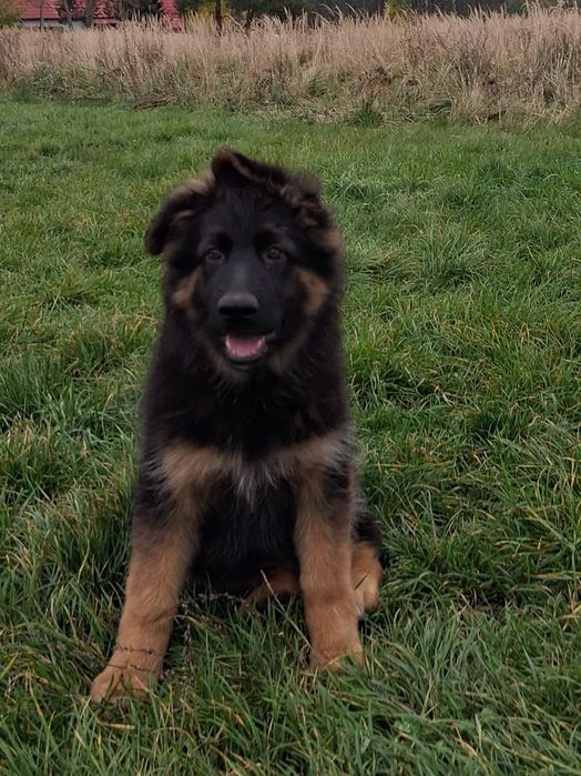 Owczarek niemiecki długowłosy śliczne szczenięta