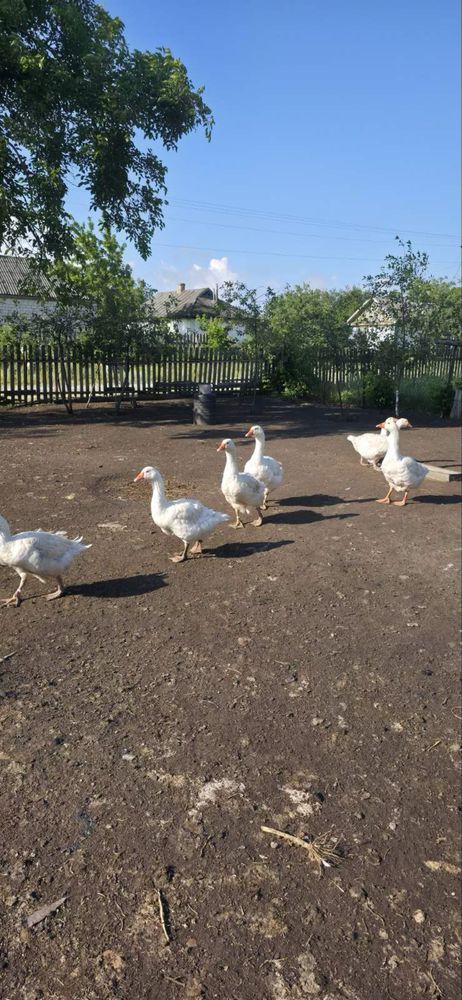 Продам гусей Датский Легарт