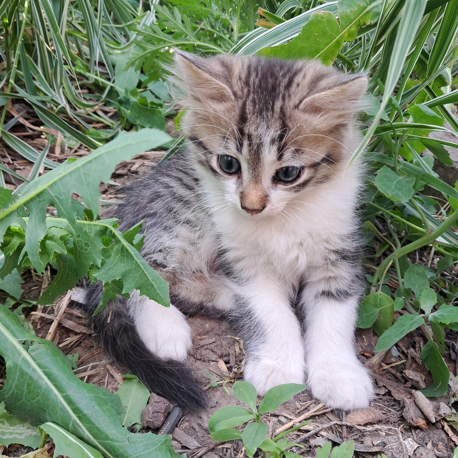 Кошенята маленькі віддам