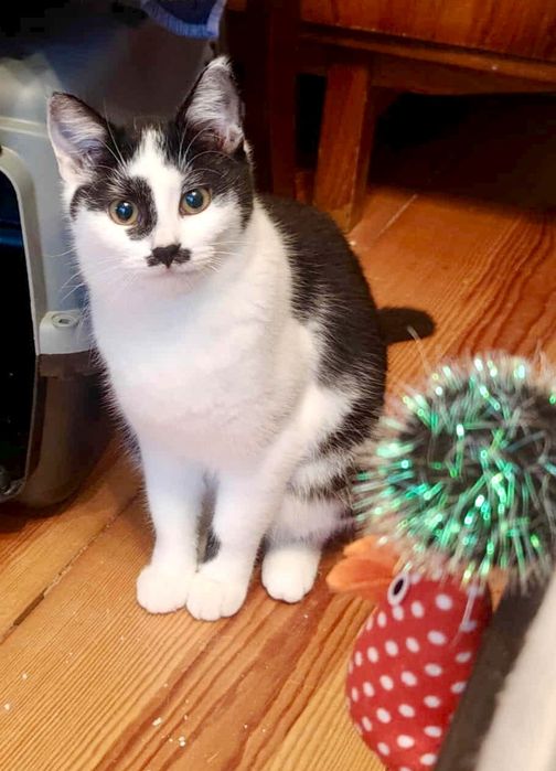 Szprotka.. uratujesz jej życie ?Kotka błaga o szansę ...