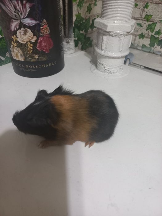 Морська свинка, в добру люблячу родину