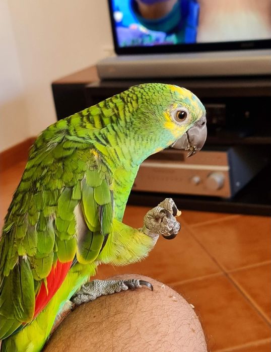 papagaio aestiva amazona