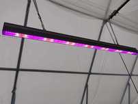Lampa Led Growy Osram NEONICA Silver Pro 200 - ogrodnictwo