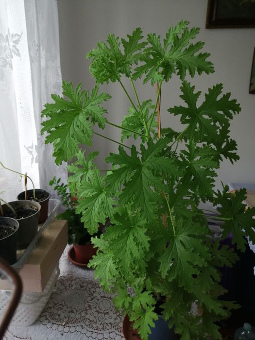 Zielistka młoda kwiatek