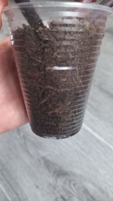 Филодендрон Блек кардинал варіаг