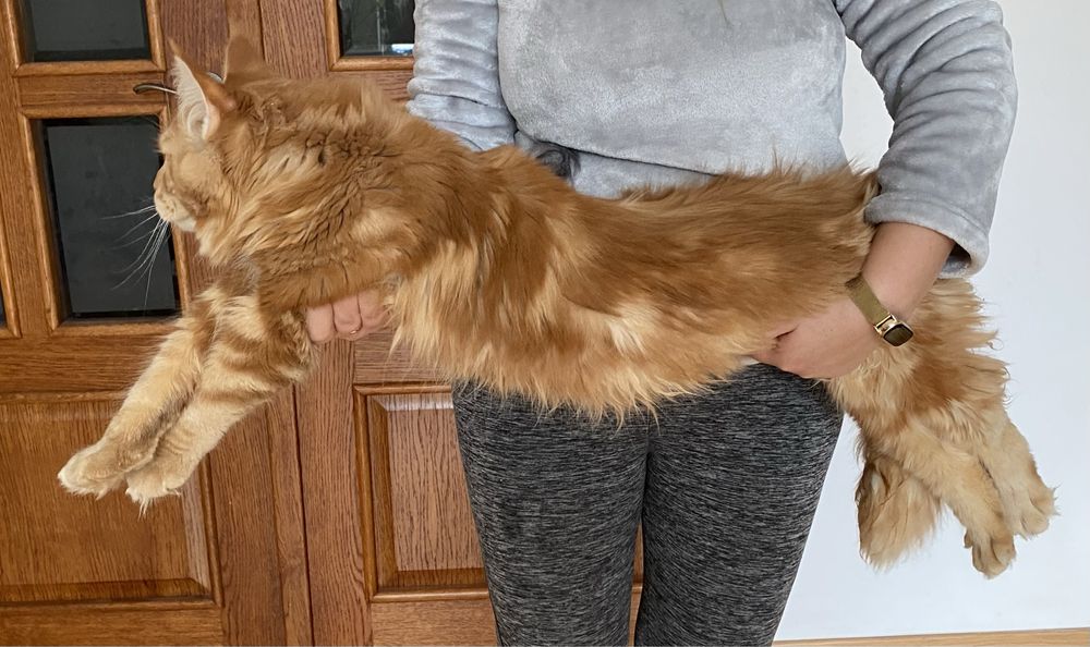 Maine coon reproduktor krycie rodowód FPL