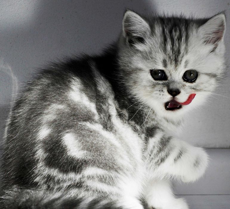 Sliczna dziewczynka Silver Tabby brytyjka