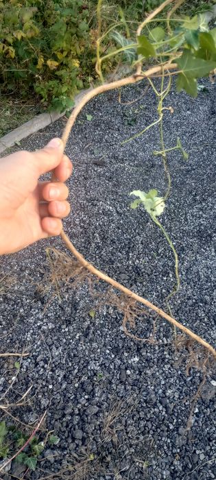 Sadzonki  bluszczu oddam za darmo