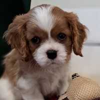 Cavalier King Charles Spaniel ZkwP, FCI - chłopczyk