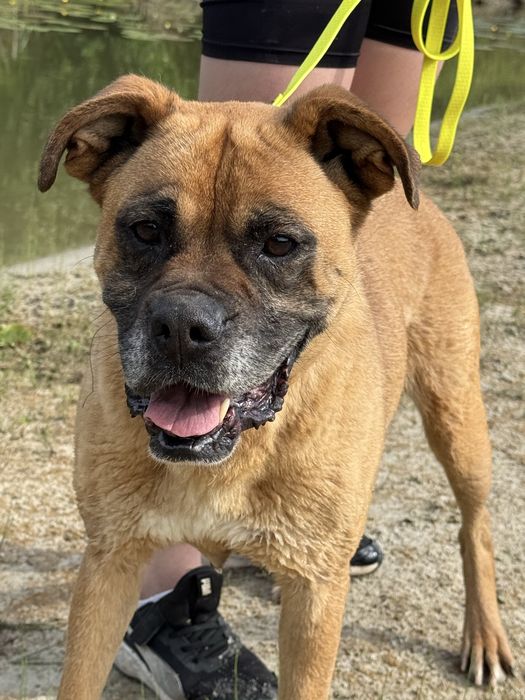 Bokser- piekna suczka Bunia do adopcji!