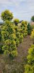 Bonsai tuja forever Gold oraz yellow ribbo
