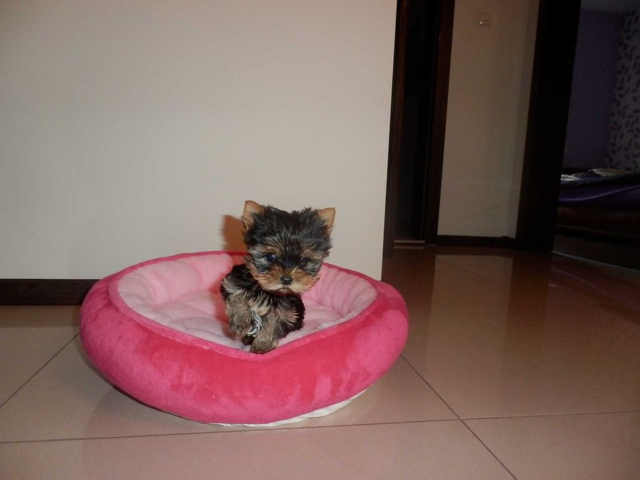 York Yorkshire Terier sliczny mini samczyk