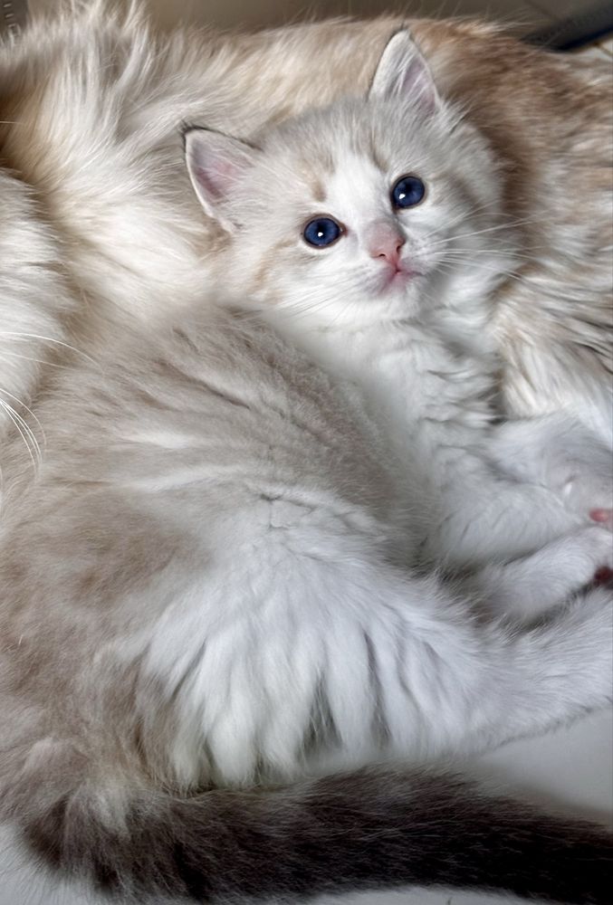 Kotka  Ragdoll - puchata lalka.