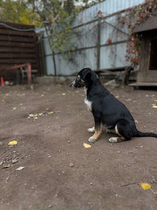 Ирма отдам в семью