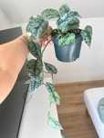 scindapsus silver lady#2