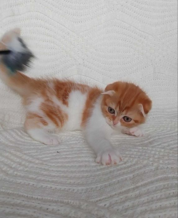 Симпатичный и харизматичный котенок-девочка породы Скоттиш Фолд. Киев