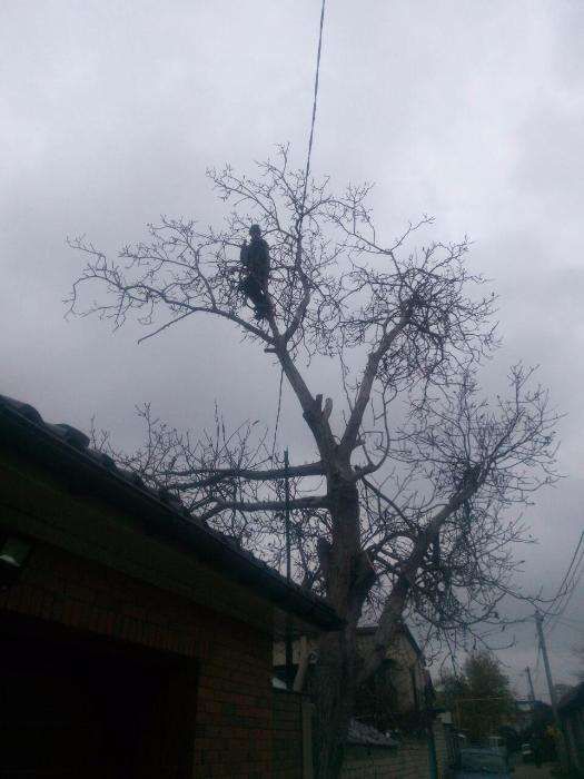 100% аккуратно спилить дерево любой величины