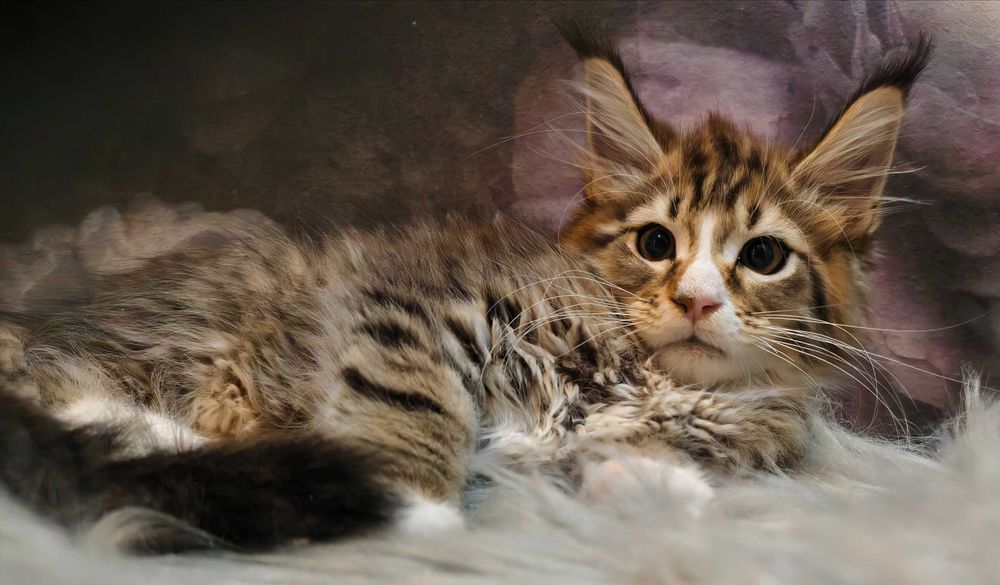 Maine Coon cudowne kocięta