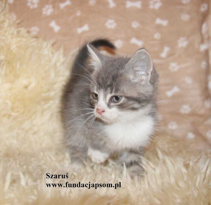 Szaruś, piękny chłopczyk