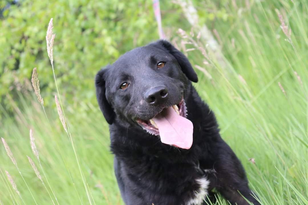 Pies do adopcji, schronisko strzelce, typ labrador