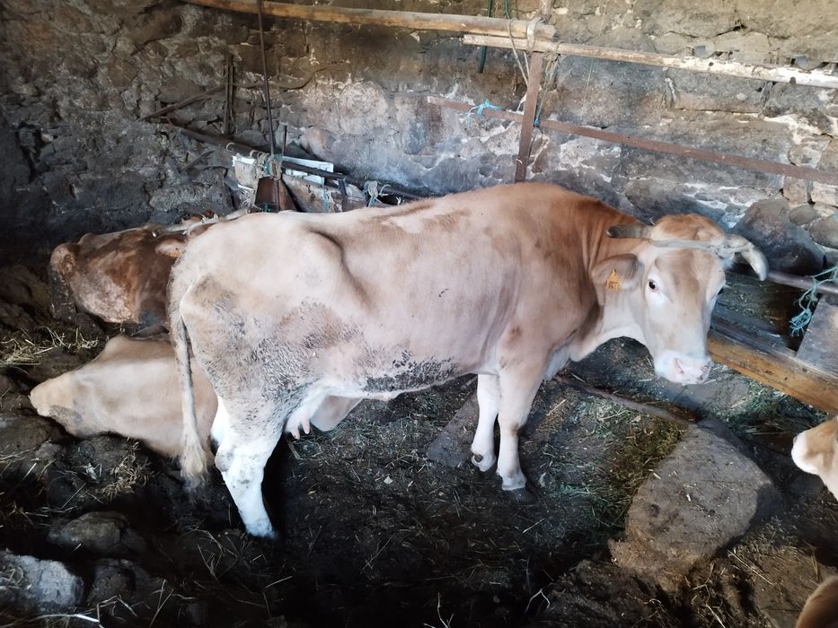 Vaca raça minhota pura