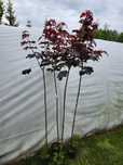 Klon szczepiony w odmianach Purple Globe, Globosum, Flamingo, Dr