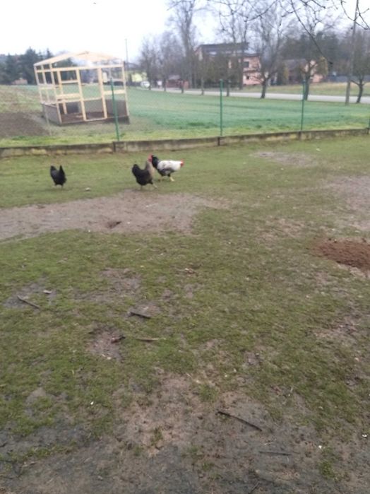 Koguty drób Podkarpacie