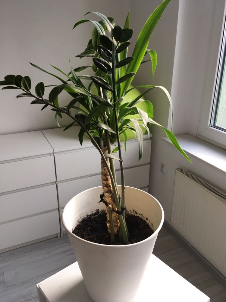 Dracena i benjamin palma kwiaty