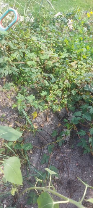 Chmiel na Szybki ŻYWOPŁOT Sadzonka Humulus Lupulus