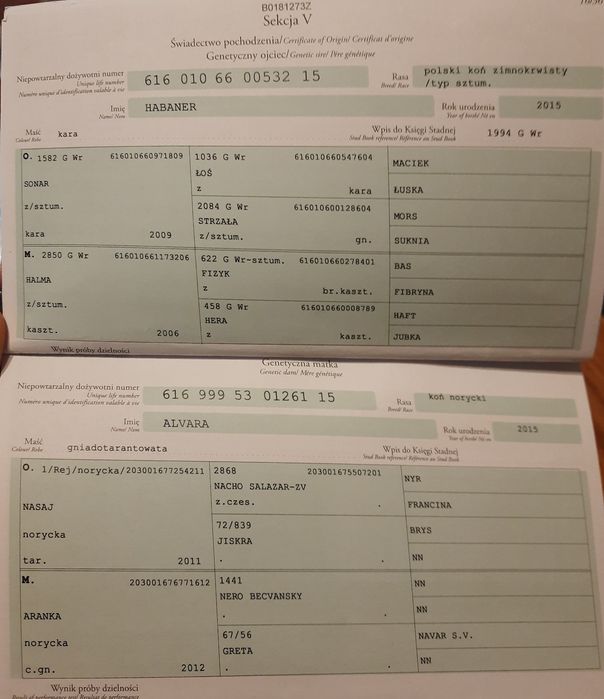 Klacz Zimnokrwista ze źrebakiem