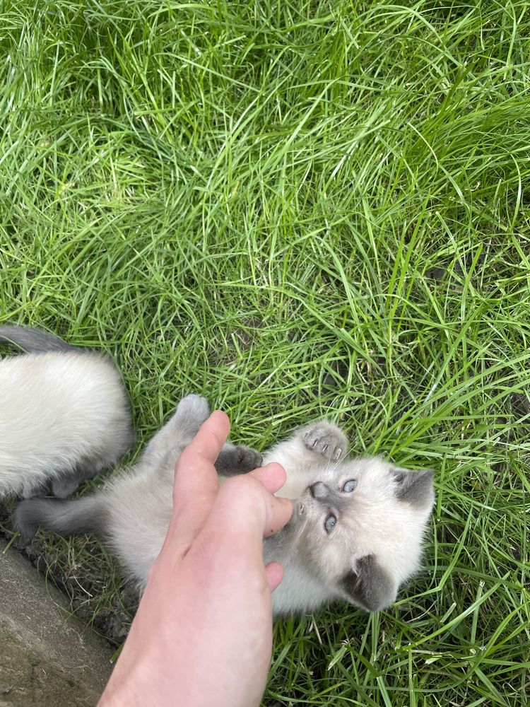 Сіамські котята.