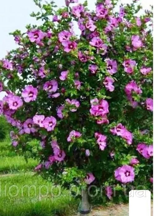 Гибіскус сирійський