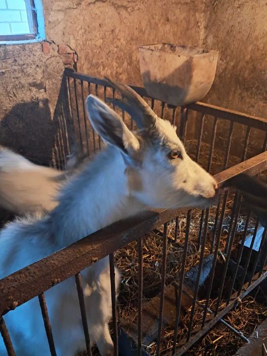 Коза, коза 1 рік