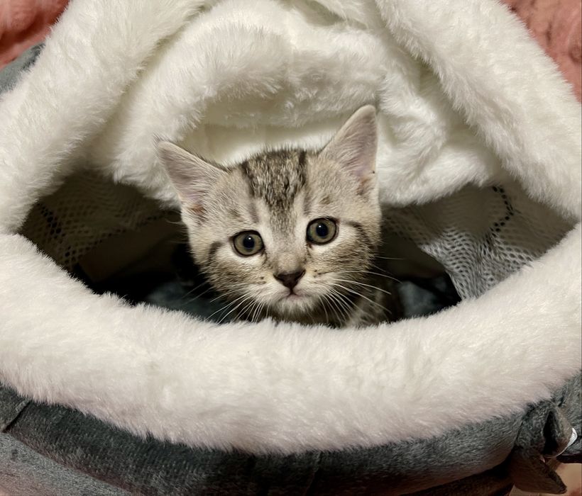 Маленьке кицинятко шукає друга