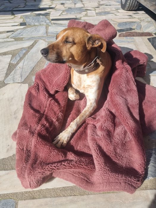 Doa-se esta linda e amorosa cadela