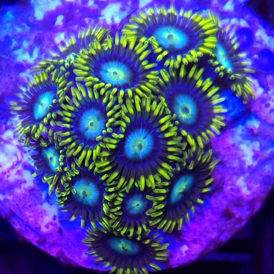 Zoanthus koralowiec akwarium morskie koralowce Korale.Pro