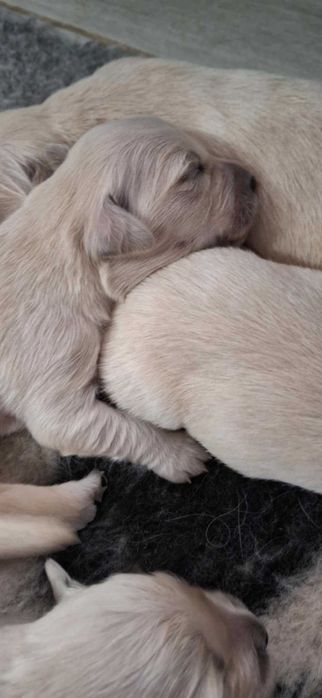 Golden Retriever cudowny piesek po championie.