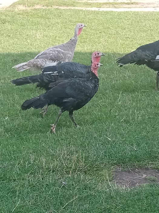 Na sprzedaż Indyki  młode
